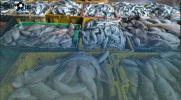 أسعار الأسماك والجمبري اليوم الأحد 19/10/2025 في الأسواق مباشر